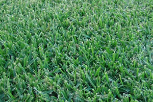 Turf